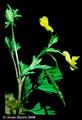 Corydalis Flavula